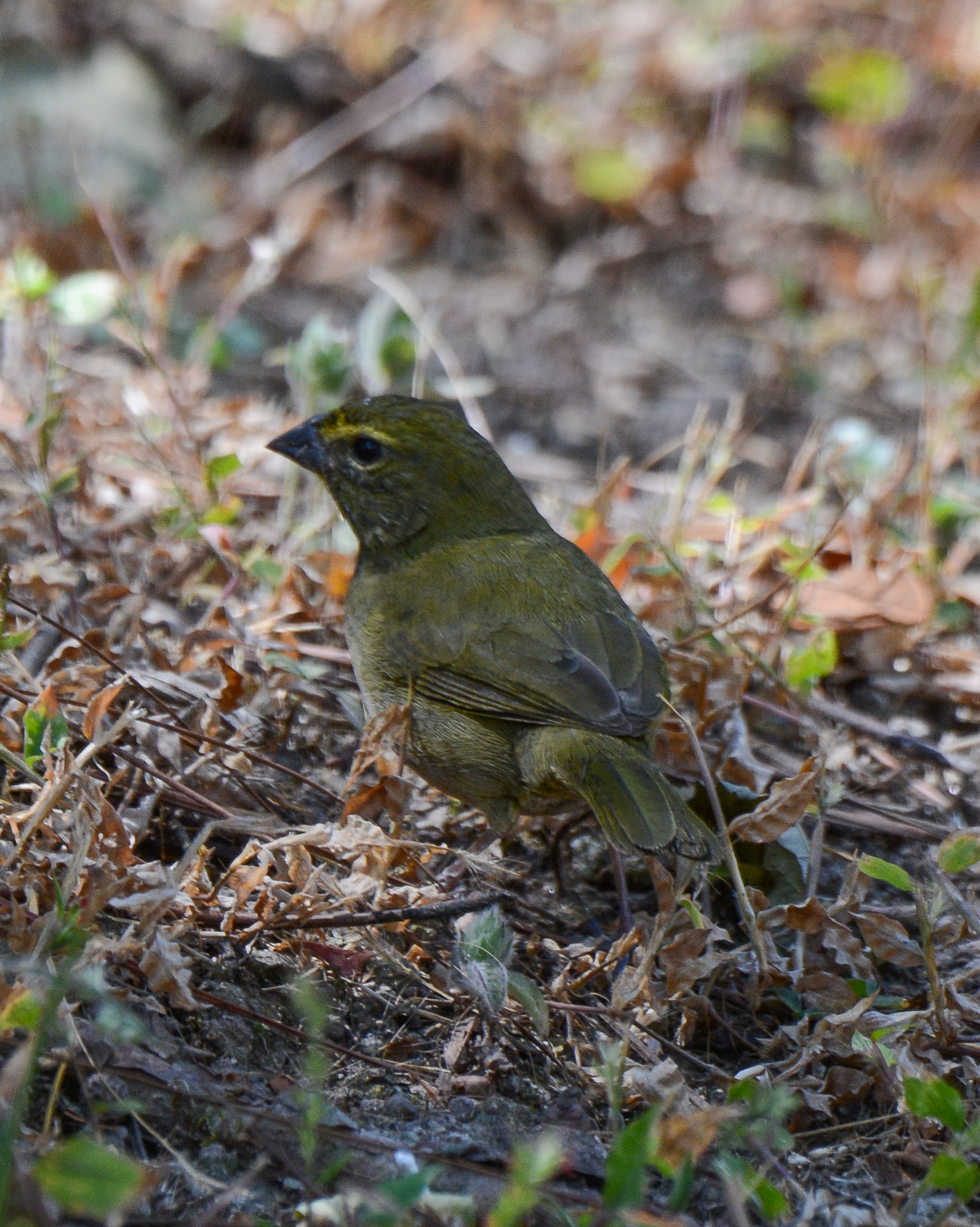 Yellow-faced Grassquit