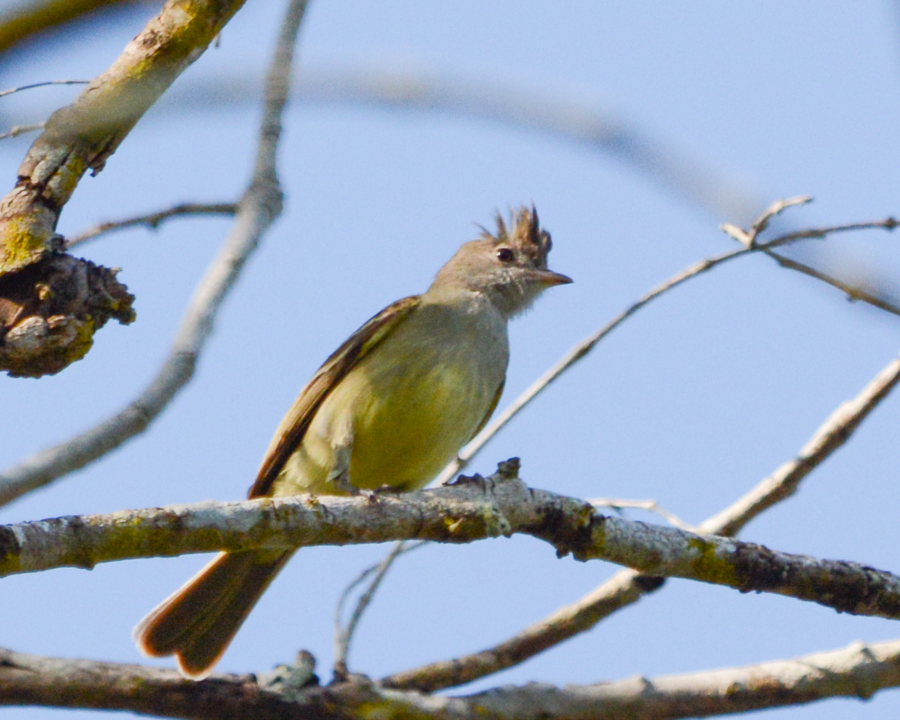 Tropical Kingbird