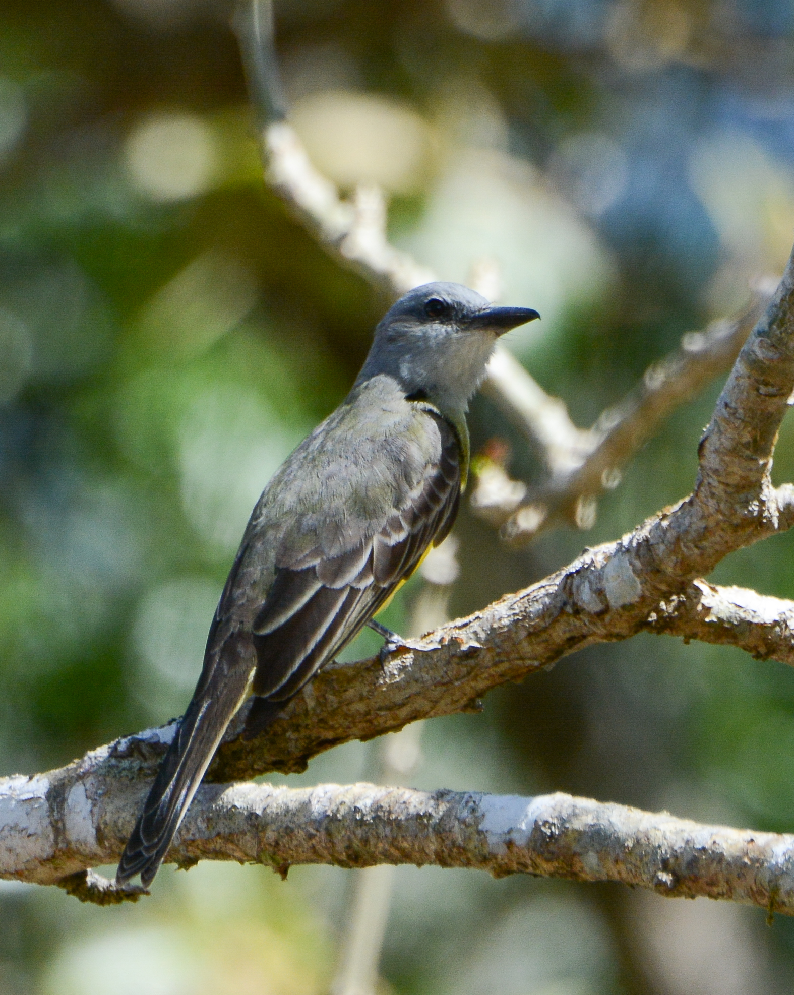 Tropical Kingbird