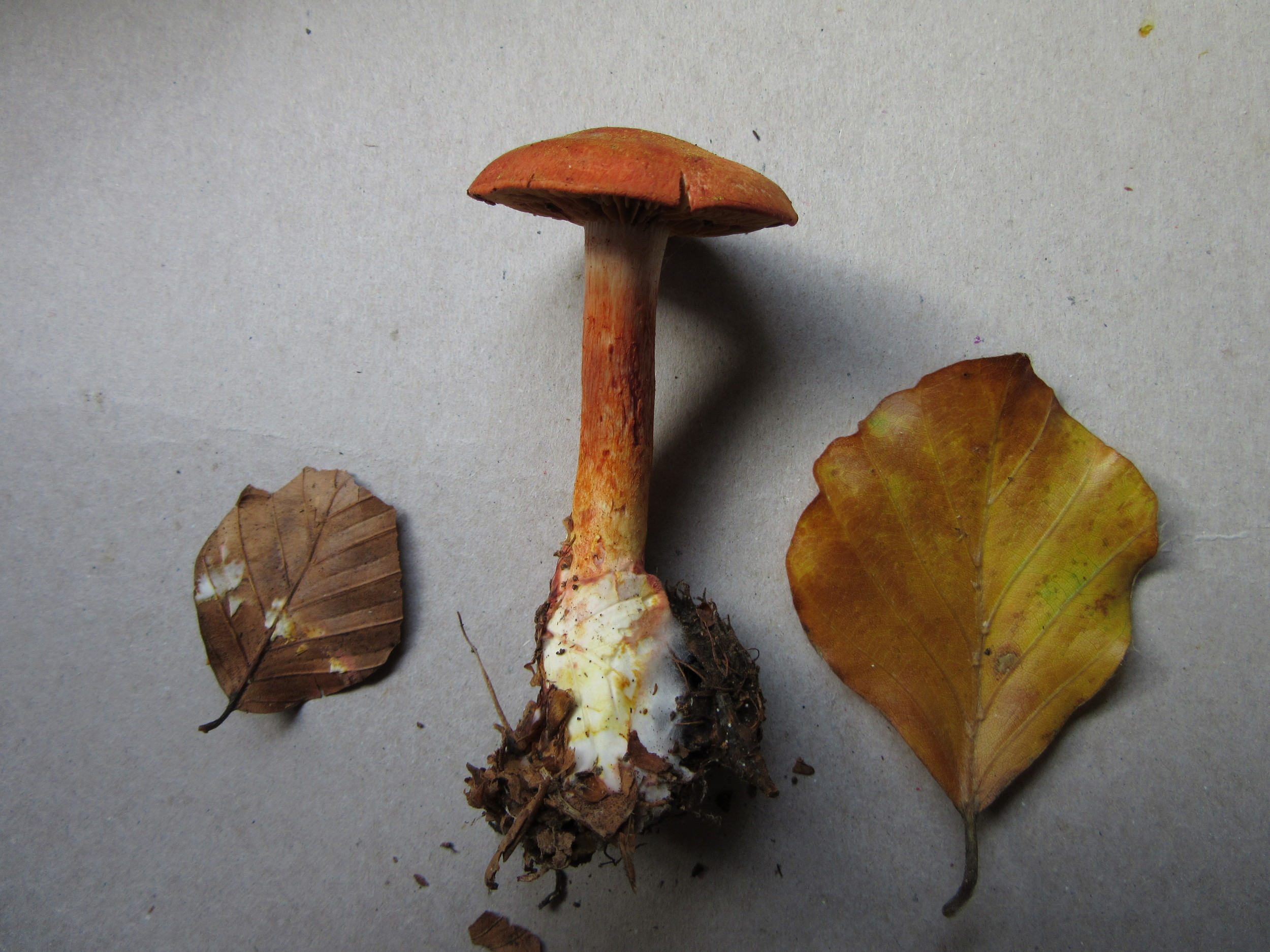 Cortinarius bolaris with beech Cuckney Hay Wood Notts 2016-9-28.JPG