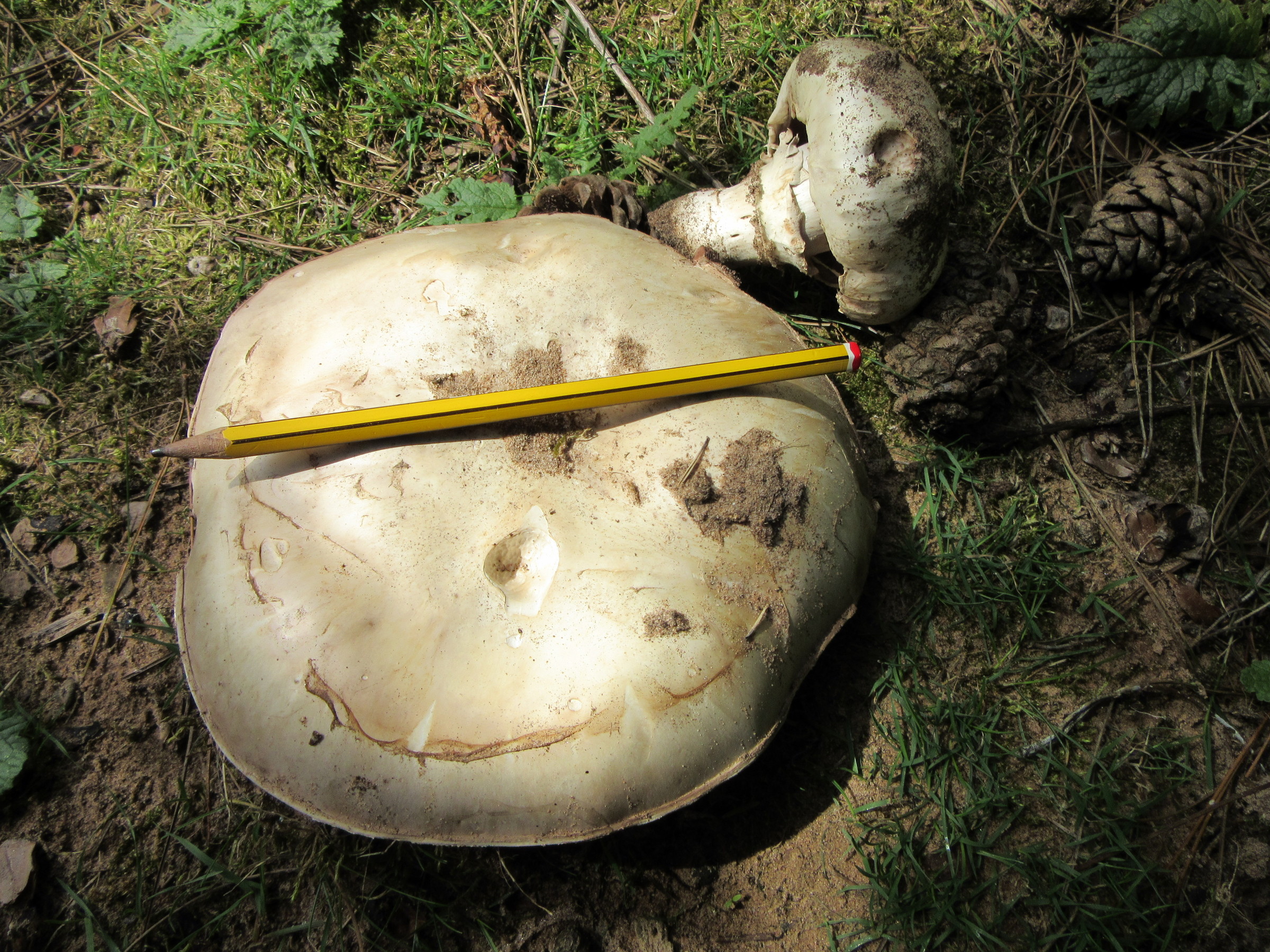 Agaricus bitorquis sandy grass Walkeringham NR Notts 2017-7-27.JPG