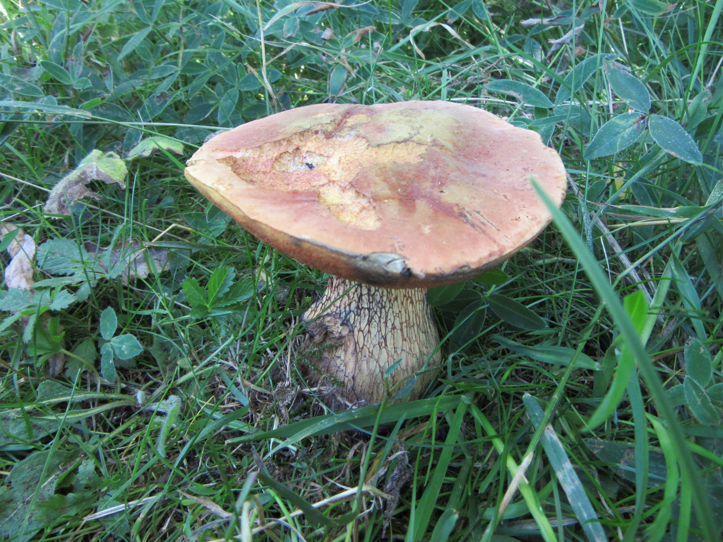 Boletus lividus 001 Gamston Wood road verge Notts 2017-7-17.JPG