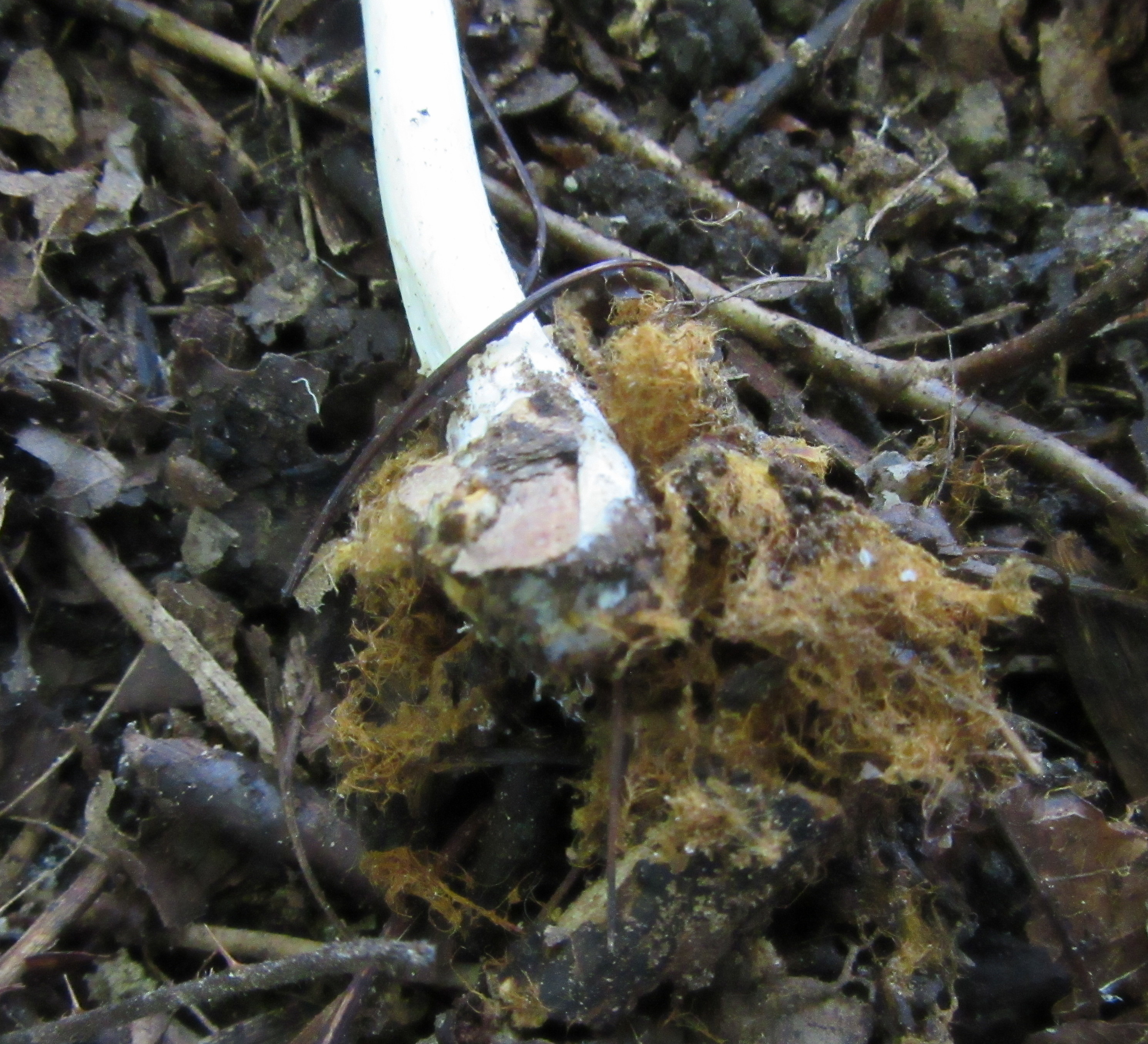 Coprinellus domesticus 002 stipe with ozonium at base,Carlton Wood NNotts 2017-8-29.JPG