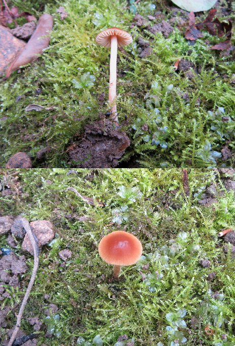 Conocybe incarnata C-in-L garden Notts 2018-4-14 .jpg