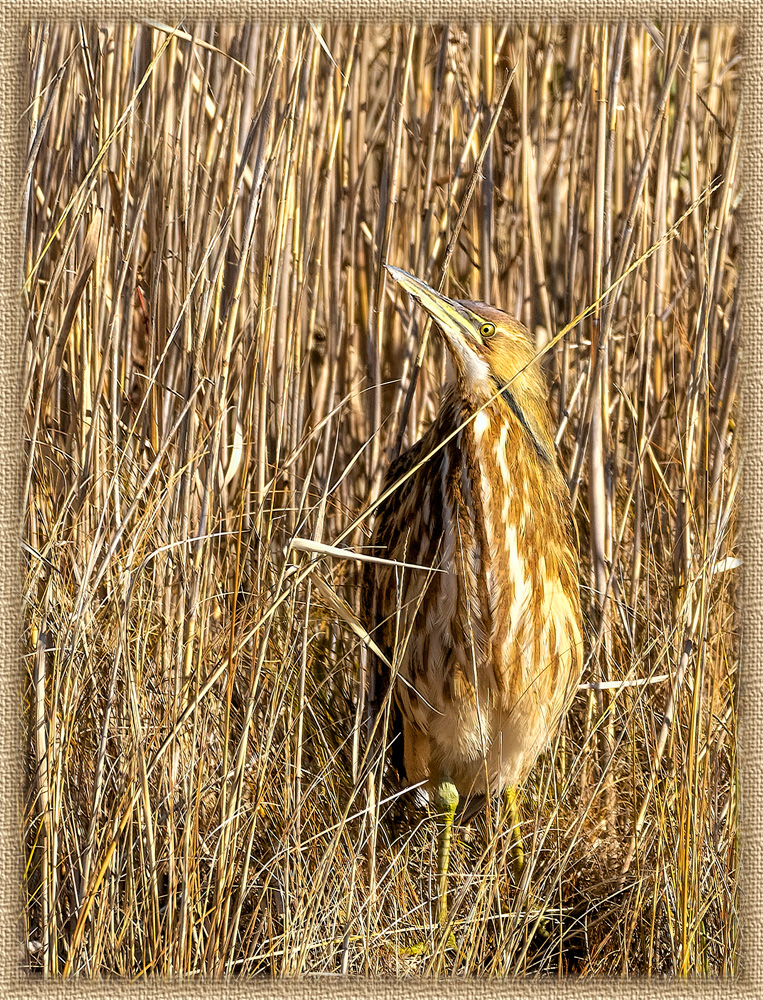 BURDO CAMO