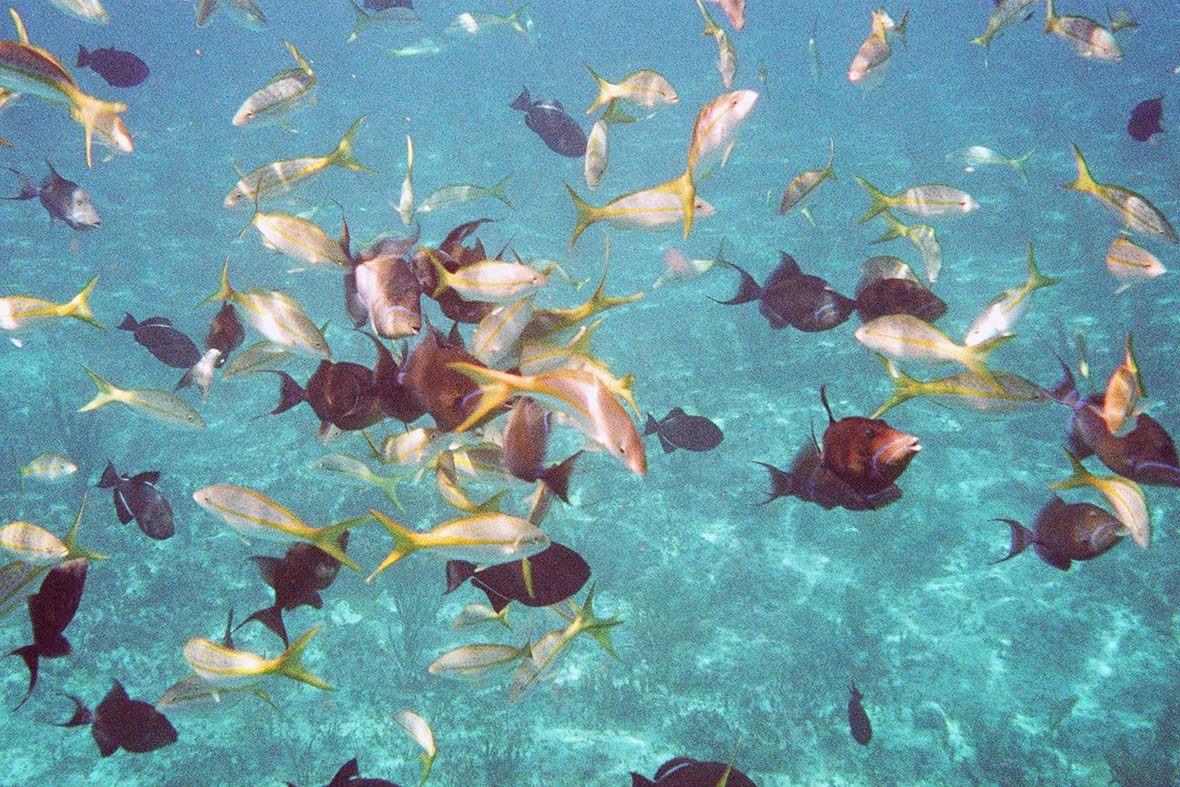Tropical Fish Frenzy