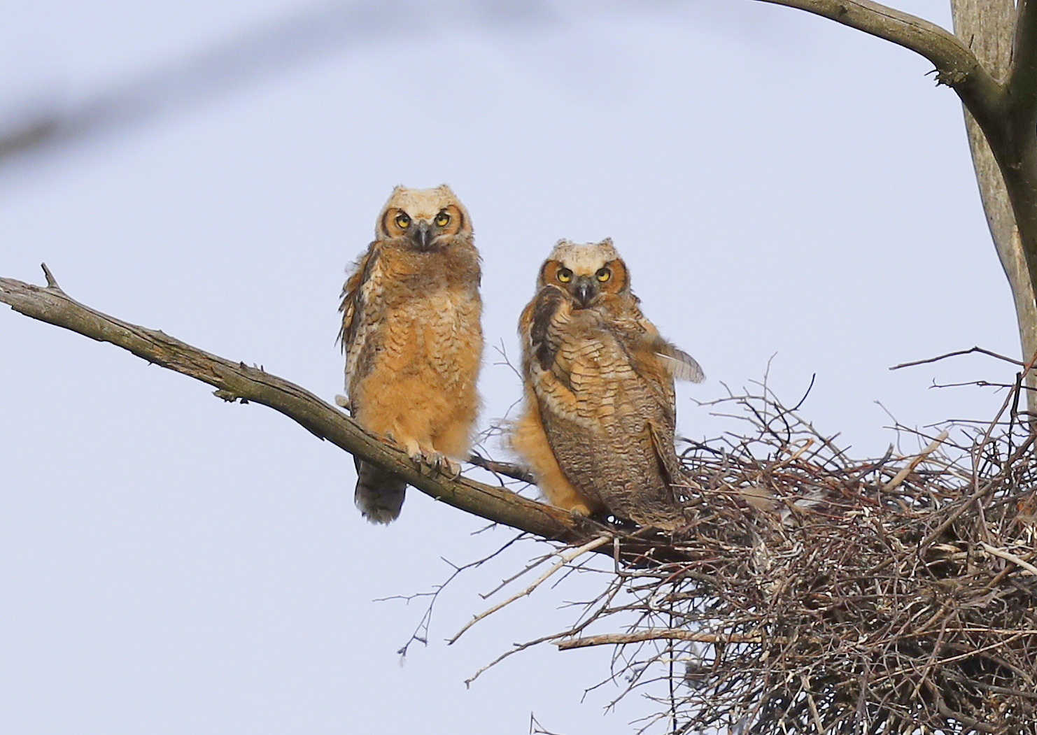 Great Horned Owlets ready to fledge!