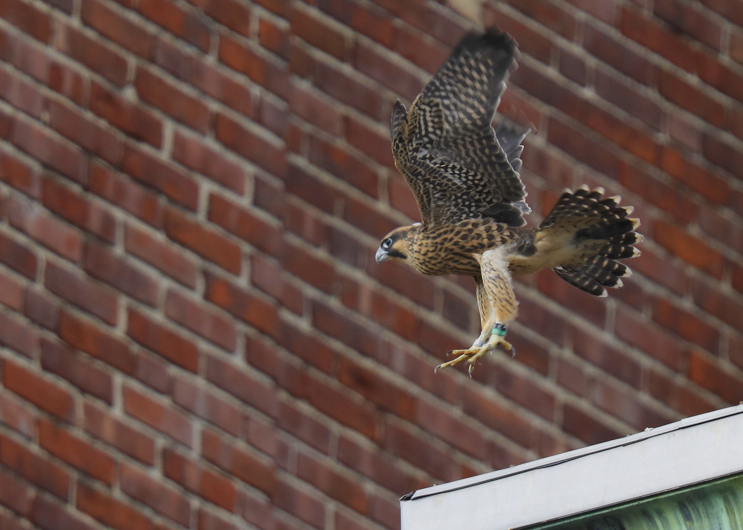 Peregrine Falcon fledgling (leg band 10/BU)