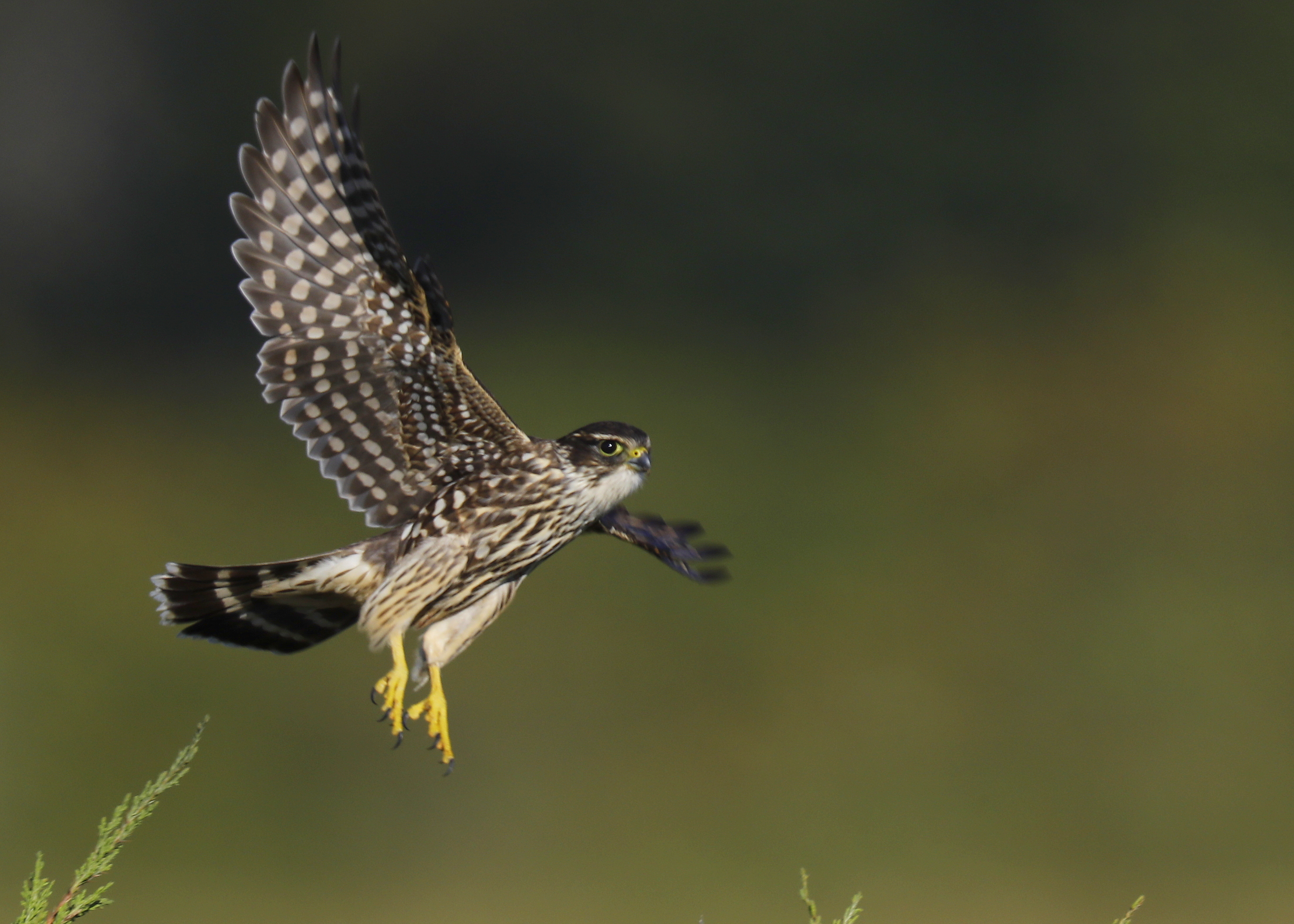 Merlin taking flight!