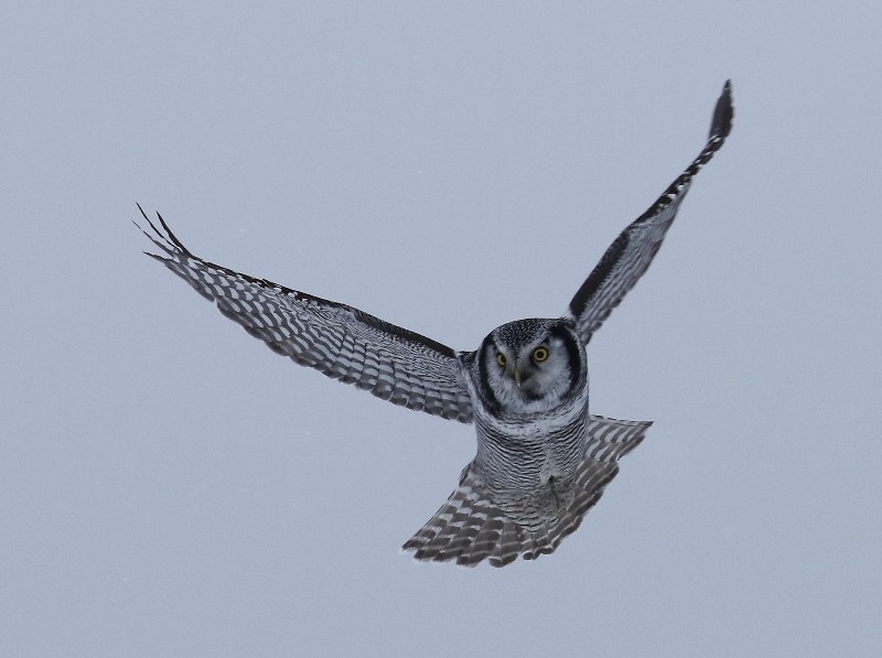 Sperweruil - Northern Hawk Owl