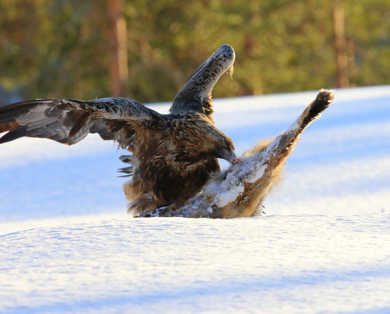 Steenarend - Golden Eagle