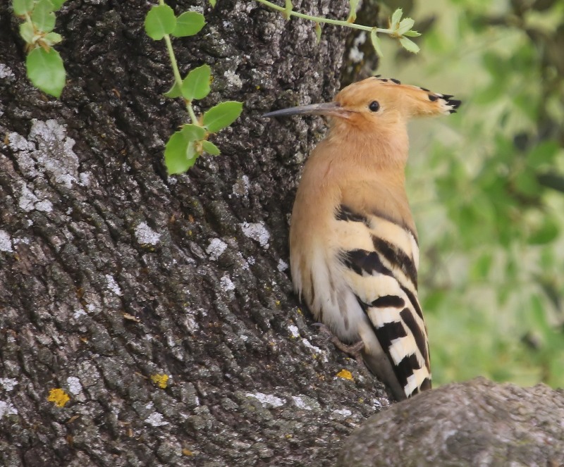 Hop - Eurasian Hoopoe