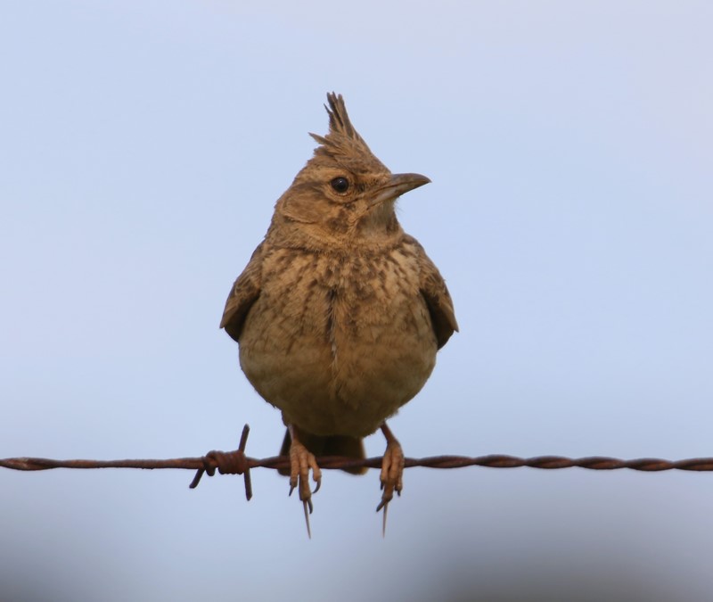 Kuifleeuwerik - Crested Lark