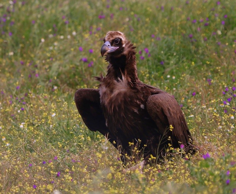 Monniksgier - Eurasian Black Vulture