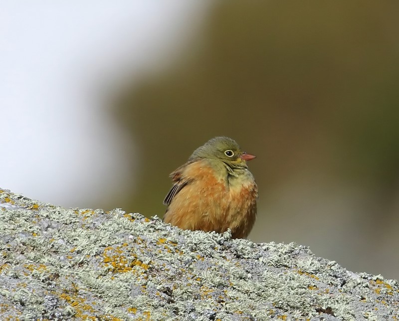 Ortolaan - Ortolan Bunting