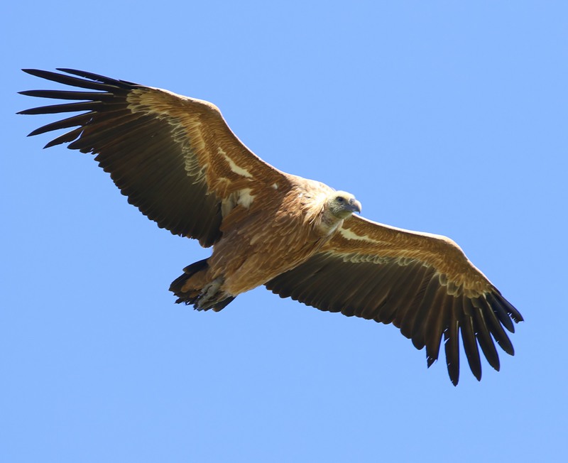 Vale Gier - Eurasian Griffon Vulture