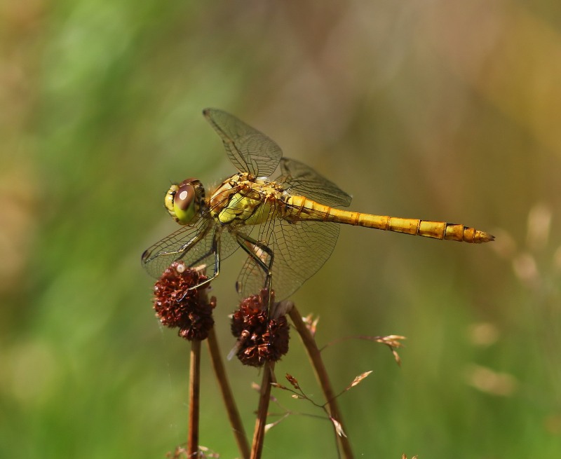 Steenrode Heidelibel - Moustached Darter