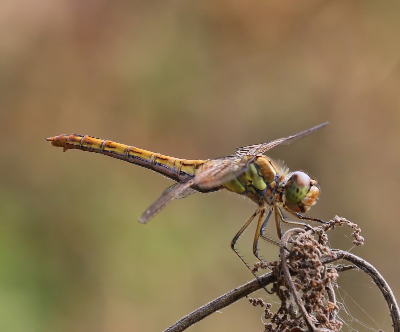 Steenrode Heidelibel - Moustached Darter
