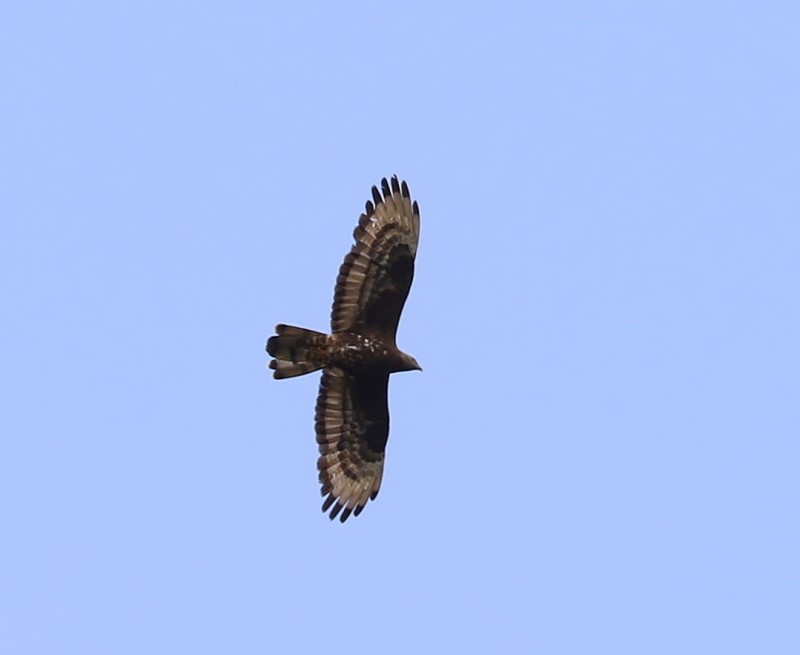 Wespendief - European Honey Buzzard