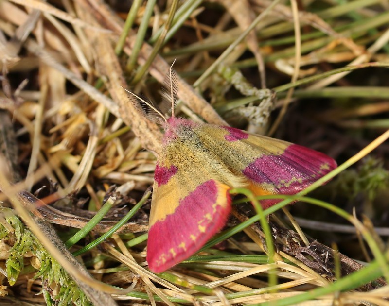 Zuringspanner - Purple-barred Yellow