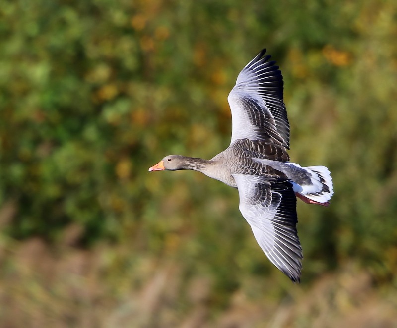 Grauwe Gans - Greylag Goose