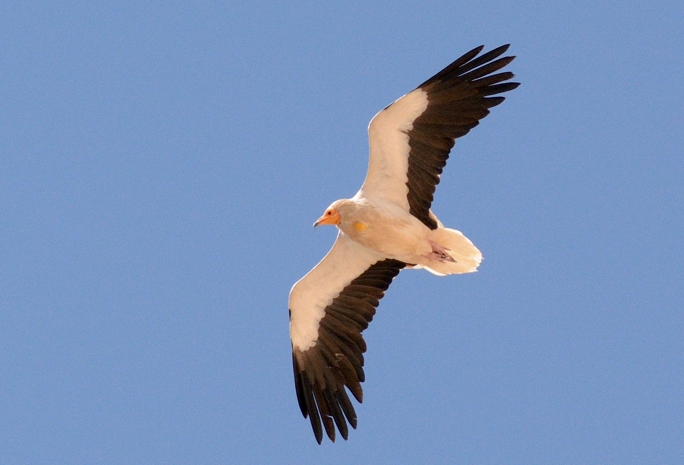 Egyptian Vulture  (Neophron percnopterus)