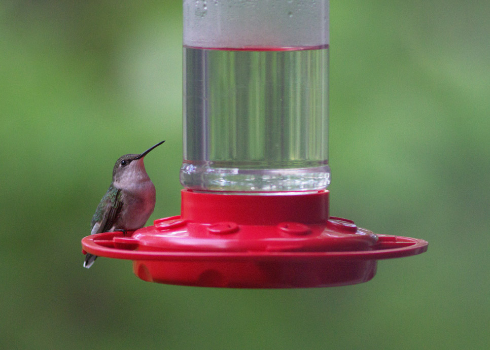 Cold Hummingbird