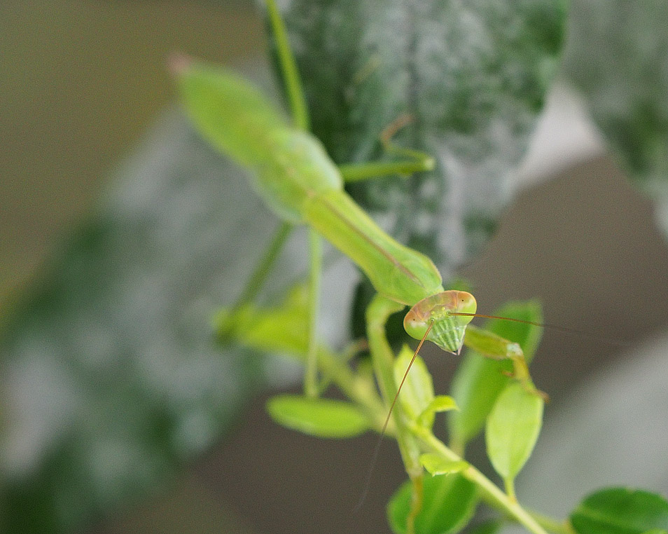 PZ260024 Talk about shallow depth of field!