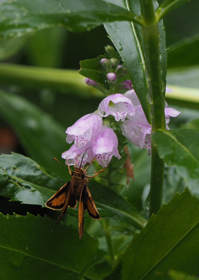 P8080094 Fiery Skipper?