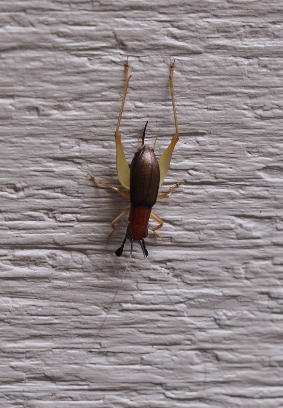 P8180023 red headed bush cricket