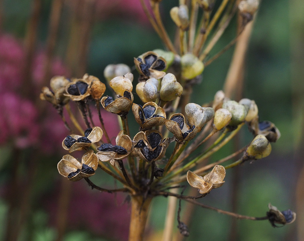 PZ240129 Garlic Chive Seed Pods