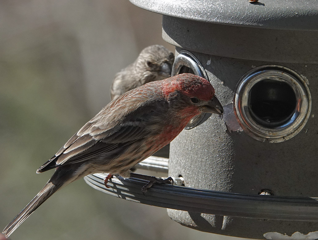 DSC02344 Male House Finch