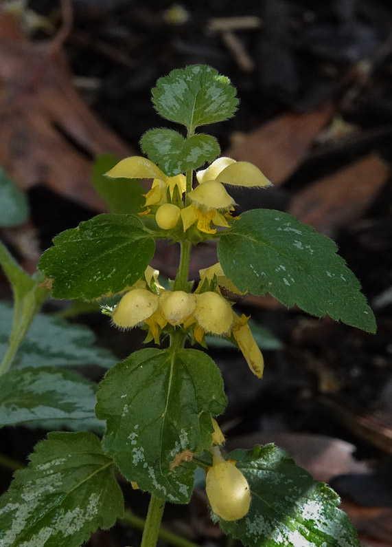 DSC00587 Lamium galeobdolon