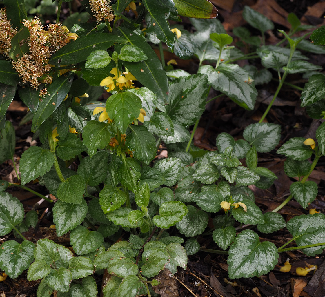 Lamium galeobdolon