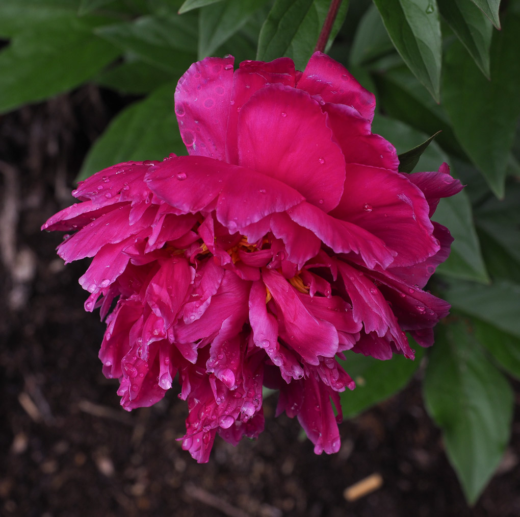 PZ180157 droopy peony