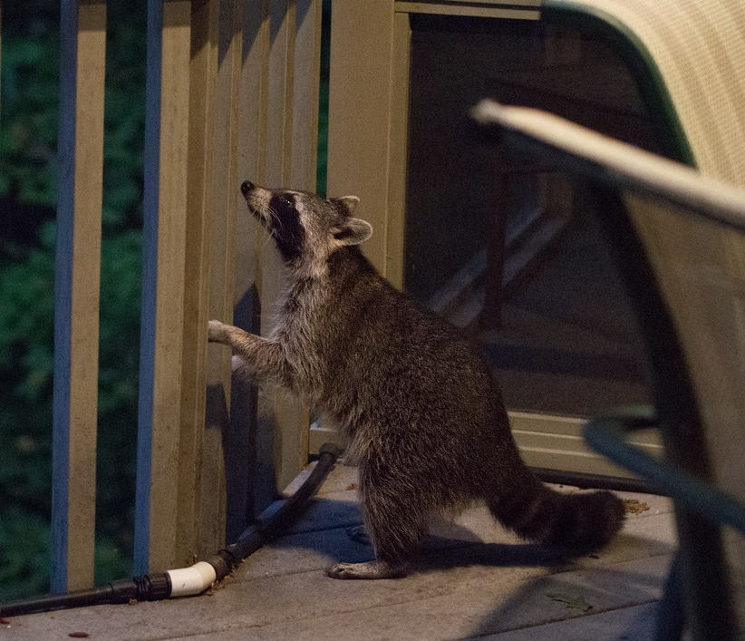 Raccoon eying seed feeder