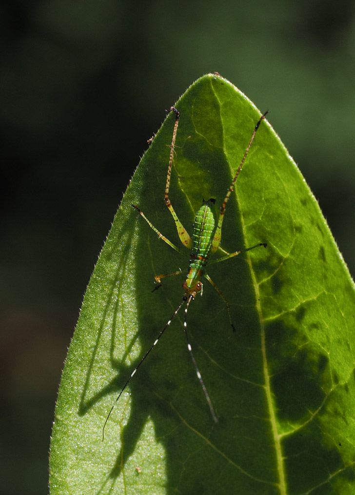 PZ180014 Slightly older katydid nymph