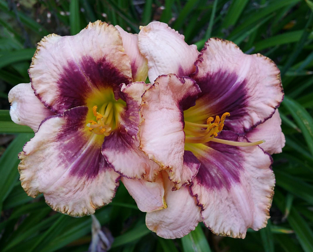 Lowes Bargain Daylilies
