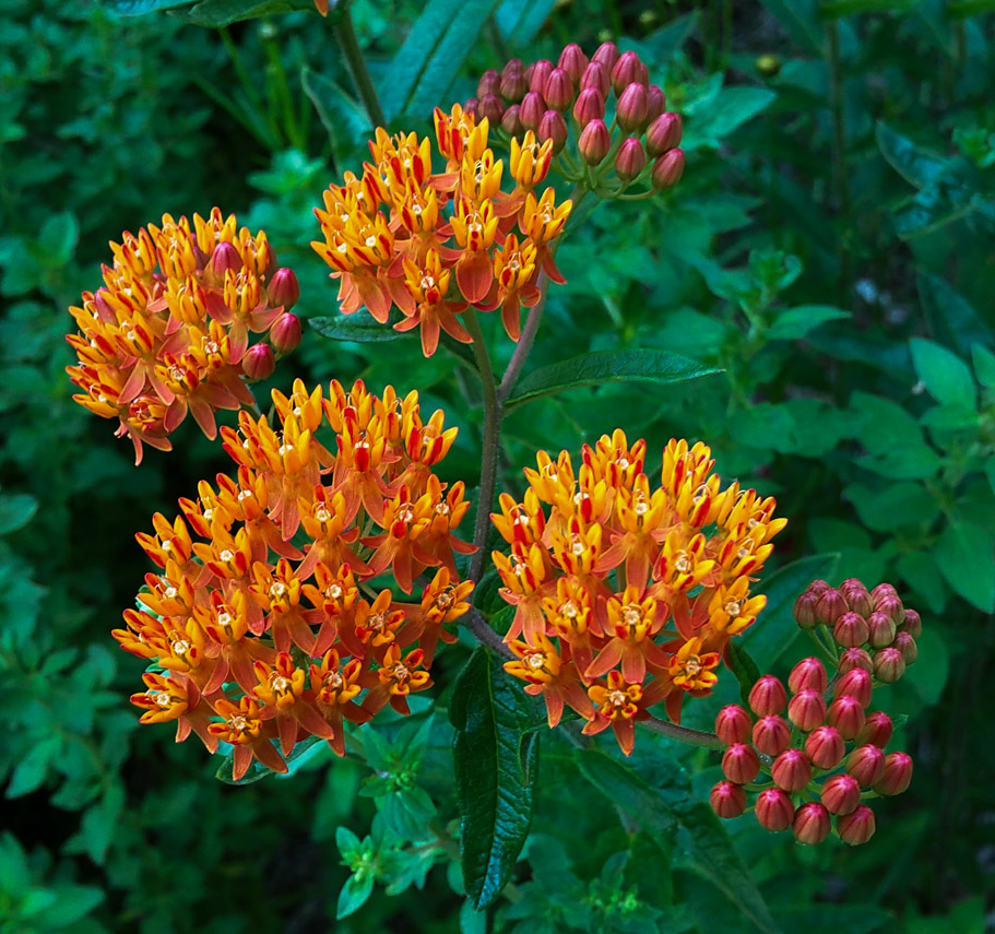 Asclepias