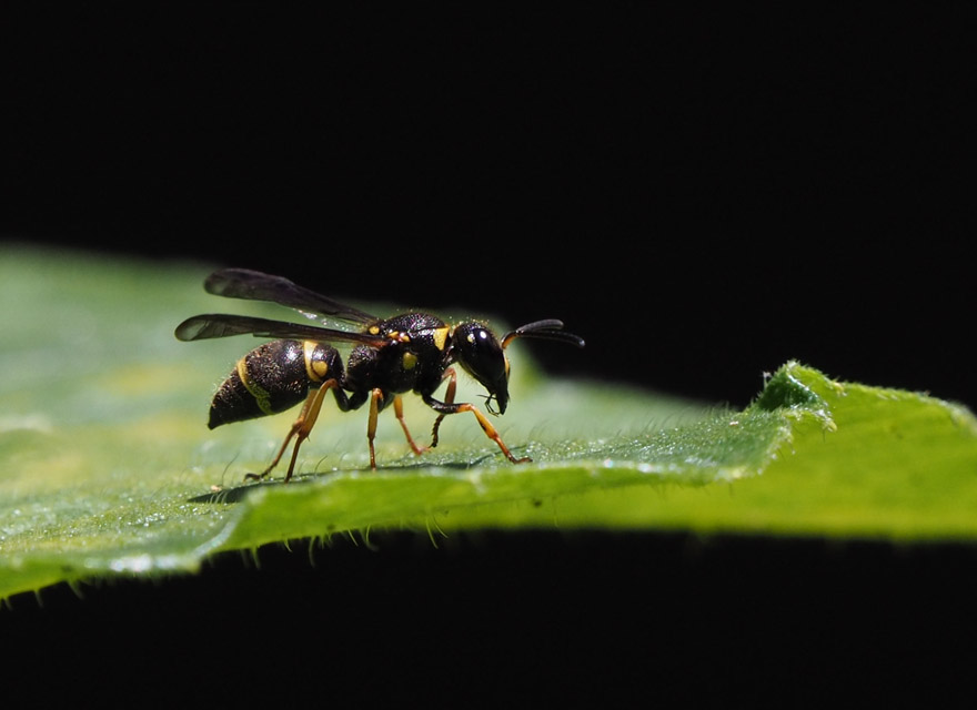 P6220160 Paper Wasp