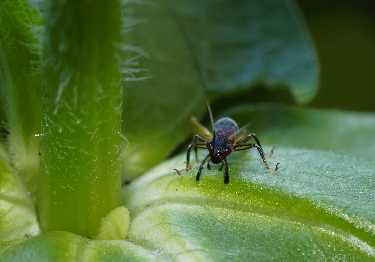 PZ080032_DxO_Tiny_Nymph.jpg