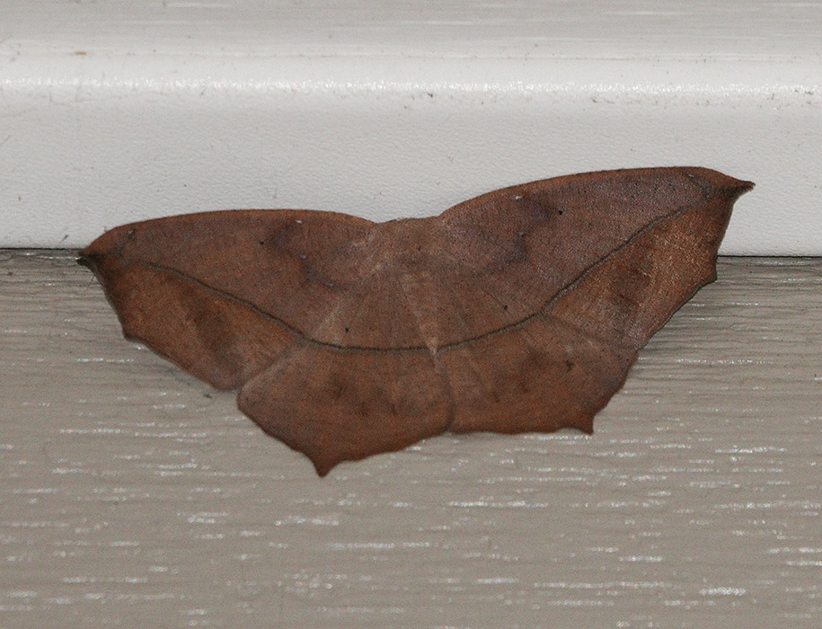 DSC04636 maple spanworm