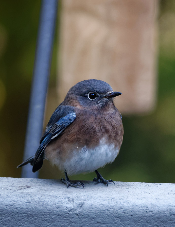 DSC06737 newly arrived female bluebird