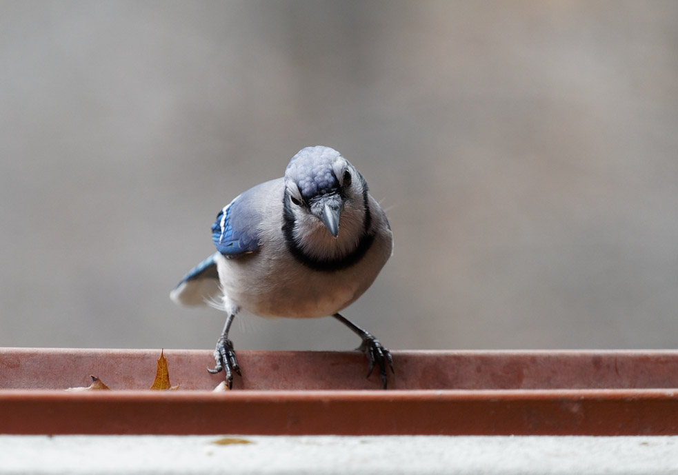 DSC02040 Bluejay