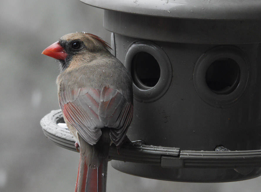 DSC07960 Female Cardinal