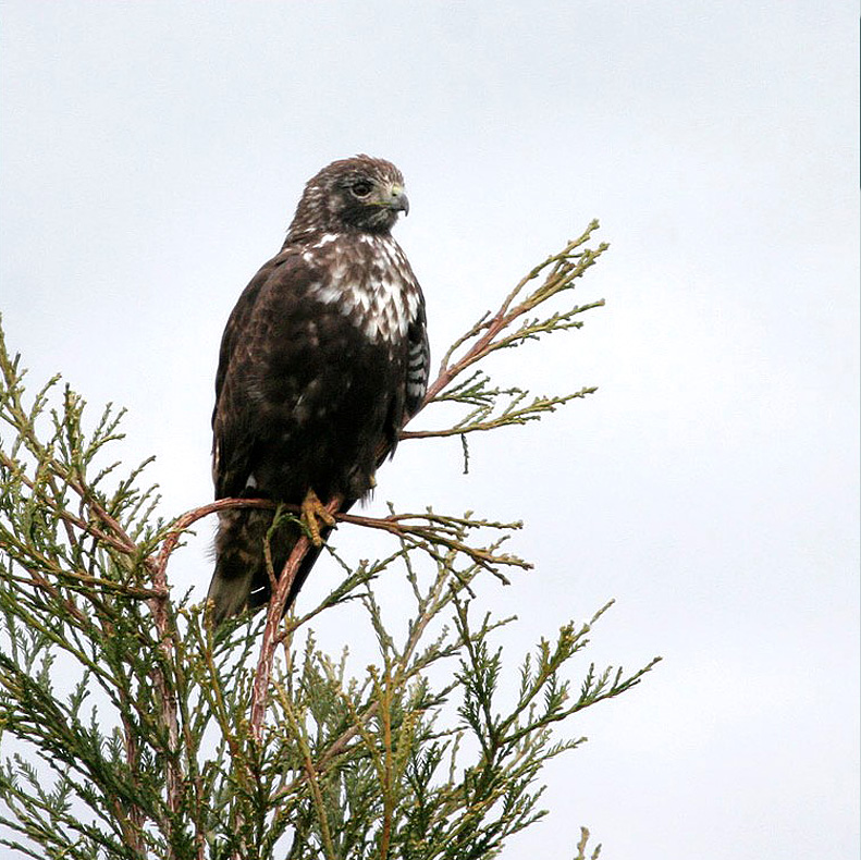 Harlans Hawk 