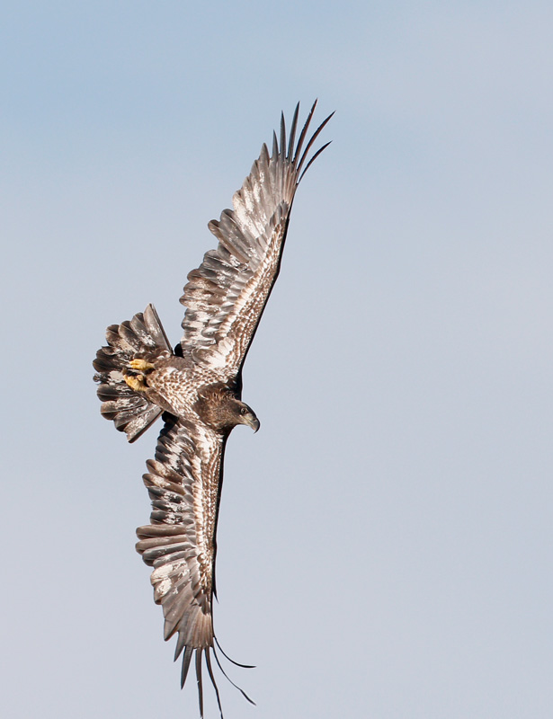 Bald Eagle, Juvenile
