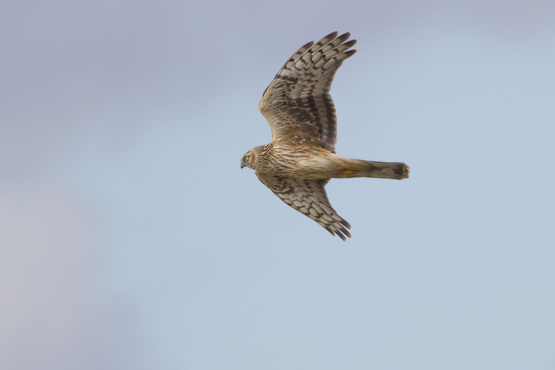 Hen Harrier / Blauwe Kiekendief