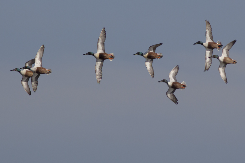 Northern Shovelers / Slobeenden