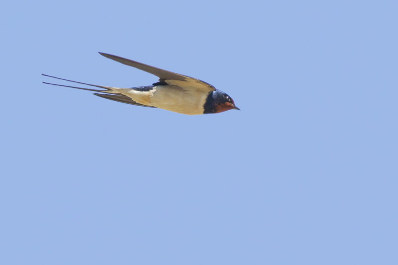 Barn Swallow / Boerenzwaluw